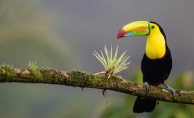 Les sites à ne pas manquer au Costa Rica