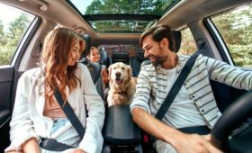 Préparer un voyage avec votre chien : conseils pratiques pour un trajet agréable