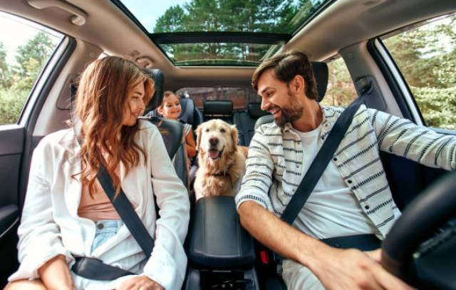 Préparer un voyage avec votre chien : conseils pratiques pour un trajet agréable