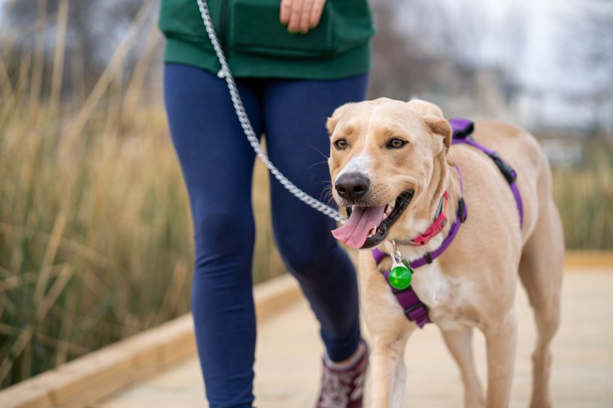 Femme marche un chien sur une leine dans un parc Femme marche un chien sur une leine dans un parc