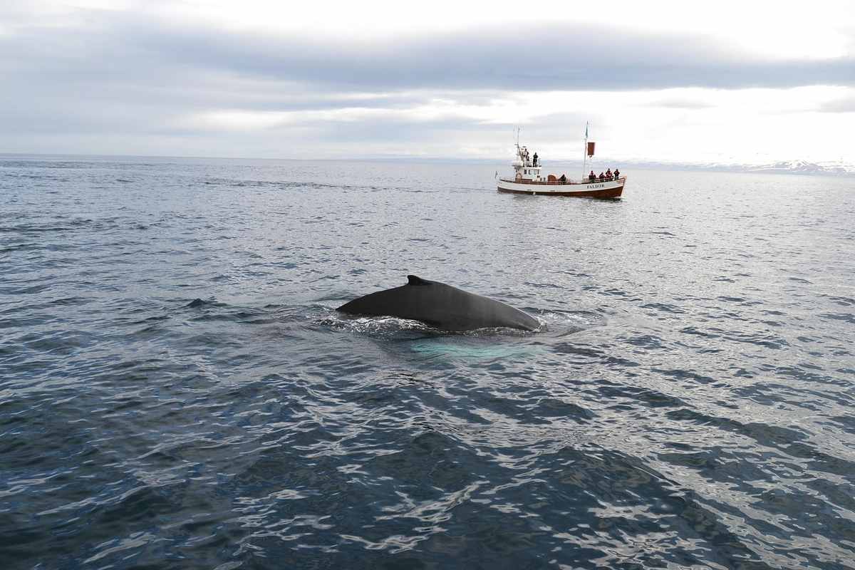 Une baleine apparaît dans la mer, un bateau observe à distance Une baleine apparaît dans la mer, un bateau observe à distance