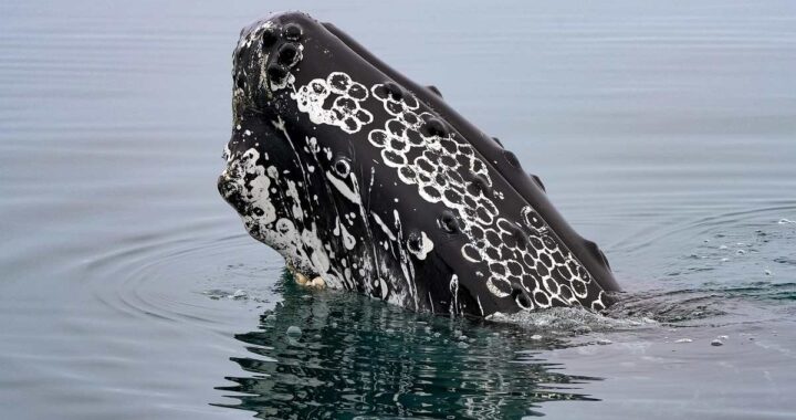Un cétacé noir et blanc sort la tête de l'eau