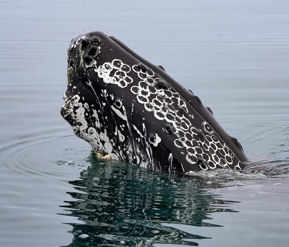 Un cétacé noir et blanc sort la tête de l'eau