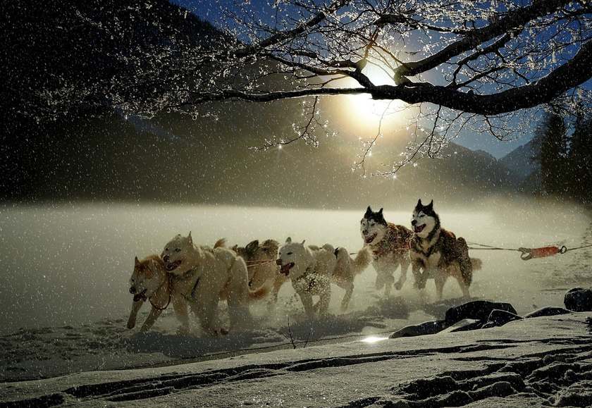 Huskies en mouvement sur une piste enneigée, sol gelé, soleil levant, arbres en arrière-plan Huskies en mouvement sur une piste enneigée, sol gelé, soleil levant, arbres en arrière-plan