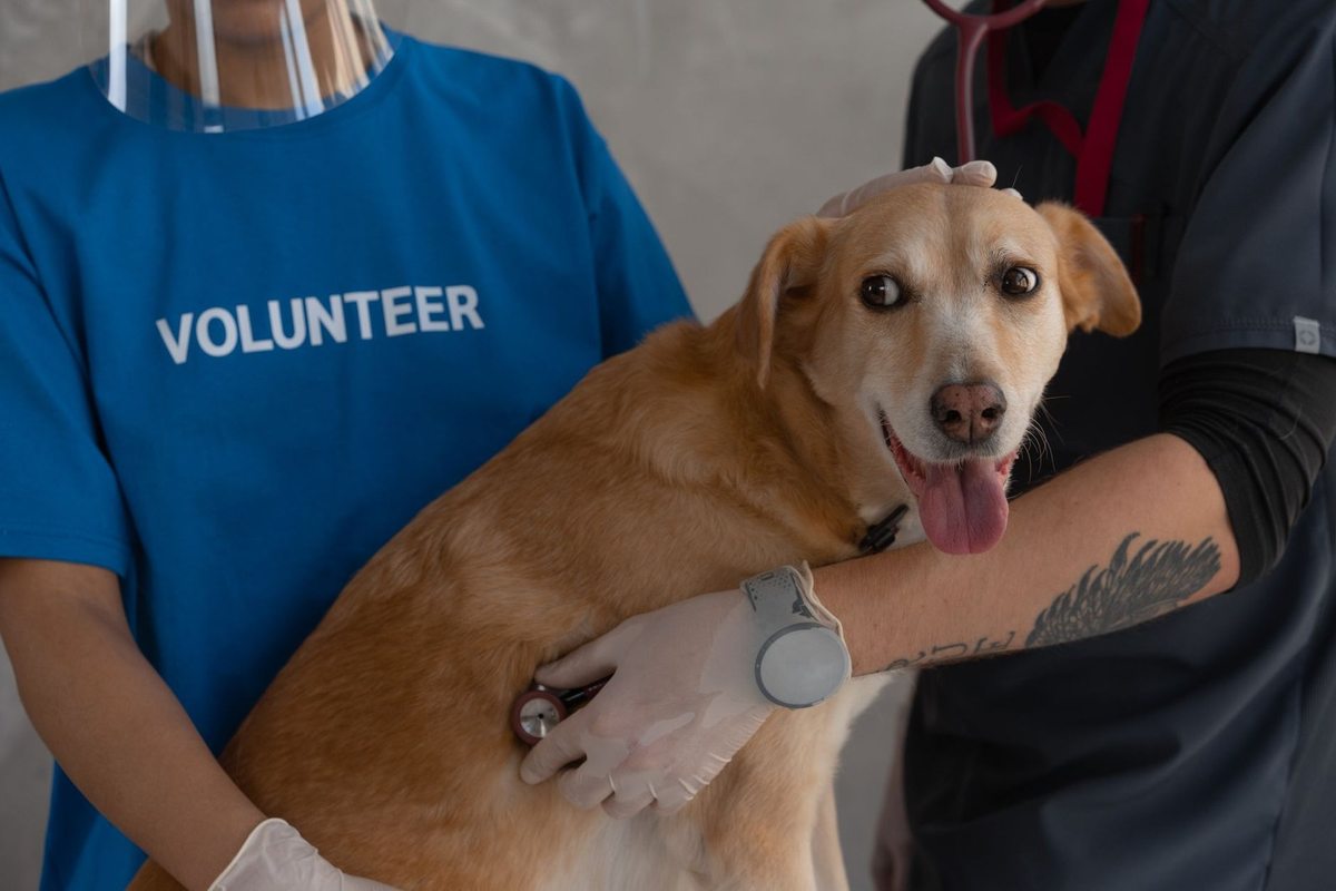 Un chien est examiné par un vétérinaire et un bénévole dans un cabinet vétérinaire Un chien est examiné par un vétérinaire et un bénévole dans un cabinet vétérinaire