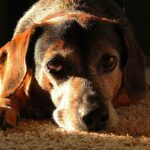 Un chien de couleur brune repose doucement sur un tapis