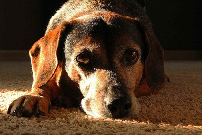 Un chien de couleur brune repose doucement sur un tapis