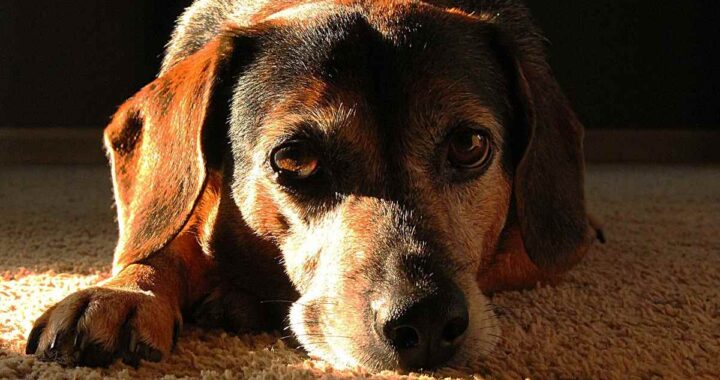 Un chien de couleur brune repose doucement sur un tapis