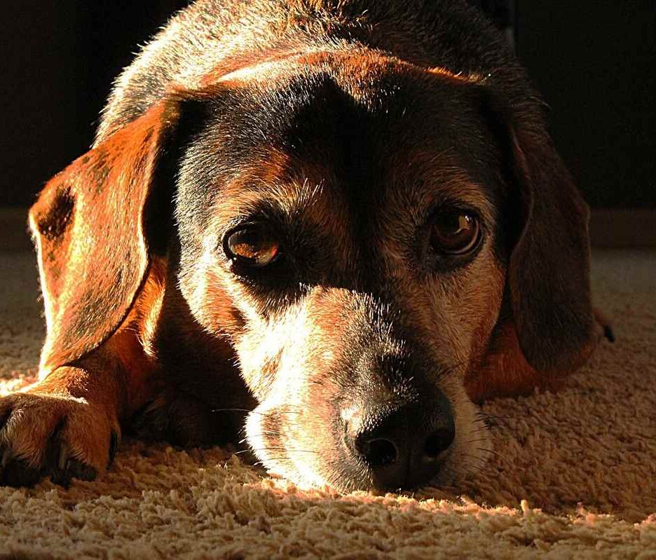 Un chien de couleur brune repose doucement sur un tapis