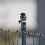 Clôture de propriété de vacances : choisir son grillage